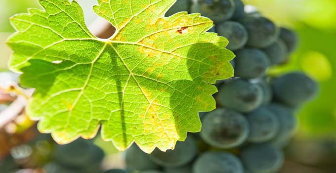Grapefest 2012