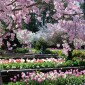 Dukegardensterraces (1)