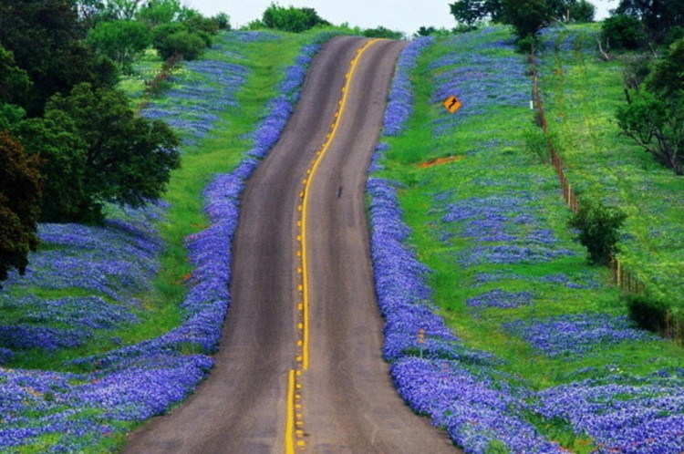 bluebonnets in Texas