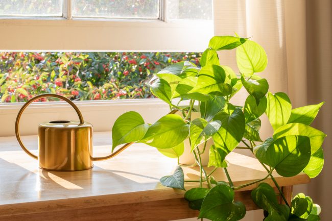 pothos houseplants that improve indoor air quality